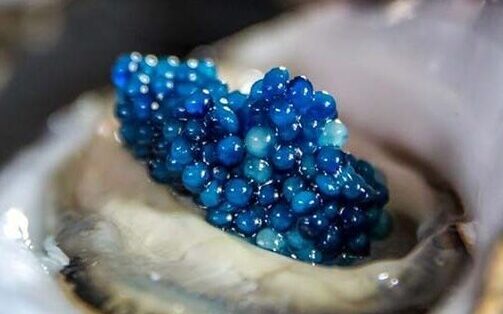 Caviar azul de huevas de gamba australiana